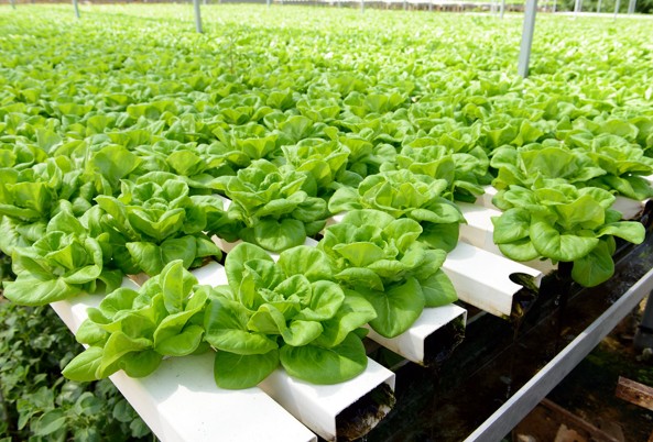 Hydroponic vegetables